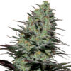 Morpheus fem buddha seeds