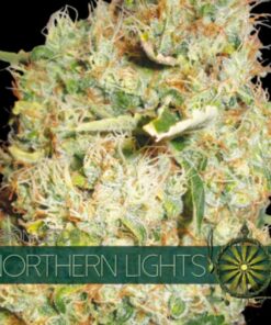 Northern Lights fem Vision Seeds
