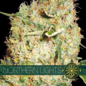Northern Lights fem Vision Seeds