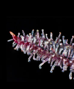 orangina the grateful seeds