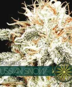 Russian Snow fem Vision Seeds