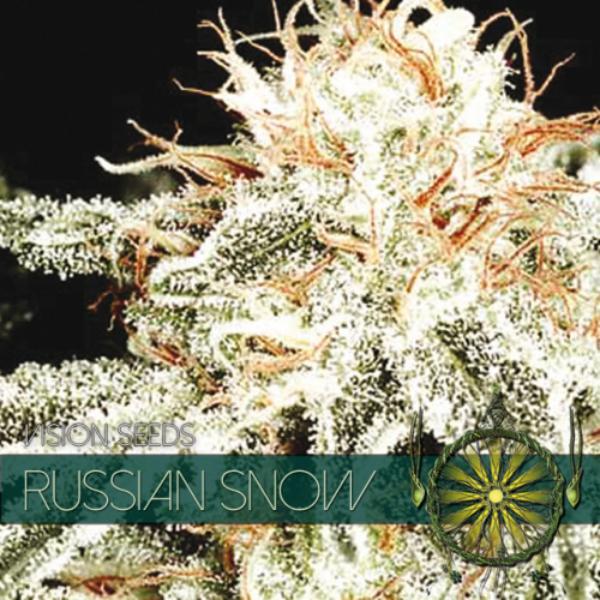 Russian Snow fem Vision Seeds