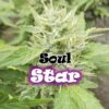 Soul Star fem Dr Underground