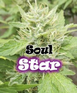 Soul Star fem Dr Underground