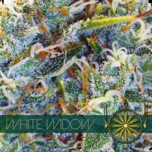 White Widow fem Vision Seeds