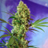 big devil auto sweet seeds campo di canapa