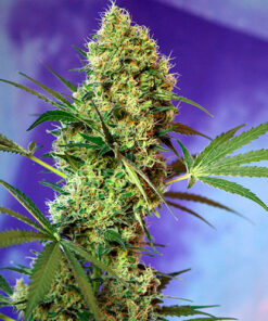 big devil auto sweet seeds campo di canapa