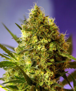 big devil #2 auto sweet seeds