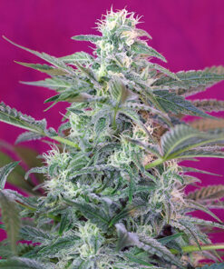 big foot sweet seeds