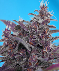 black cream auto sweet seeds