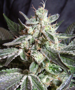 black jack sweet seeds