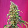 black jack cbd sweet seeds campo di canapa