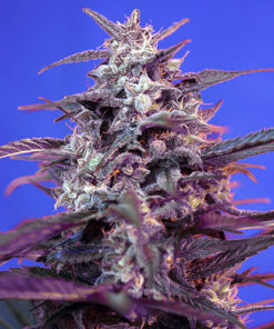 bloody skunk auto sweet seeds