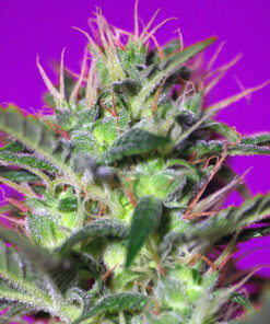 botafumeiros sweet seeds