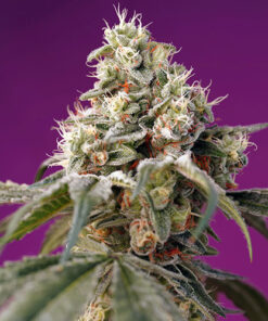 bruce banner sweet seeds campo di canapa