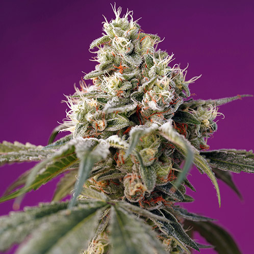 bruce banner sweet seeds campo di canapa