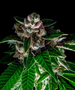 bakers delight dna genetics