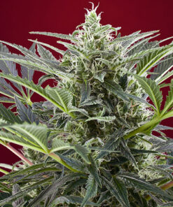 cream 47 sweet seeds