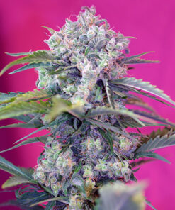 cream mandarine sweet seeds