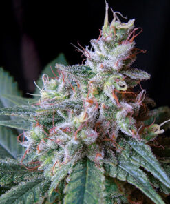 cream caramel sweet seeds