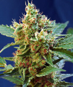 cream mandarine auto sweet seeds