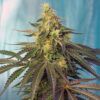 cream caramel cbd sweet seeds