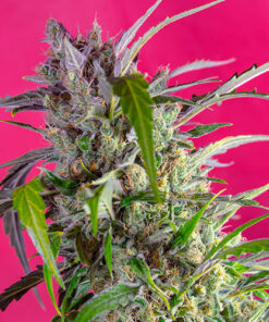 crystal candy auto sweet seeds