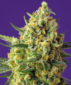 Crystal candy xl auto buddha seeds campo di canapa