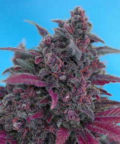 dark devil sweet seeds campo di canapa