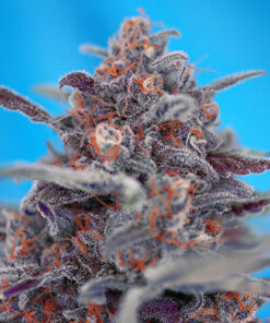 devil cream auto sweet seeds