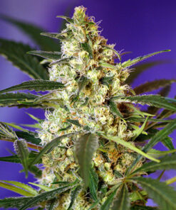 fast bud #2 auto sweet seeds