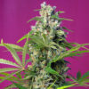 gorilla girl fem sweet seeds