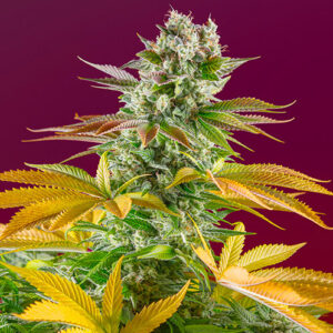 gorilla girl fast version sweet seeds campo di canapa