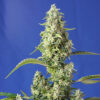gorilla girl xl auto buddha seeds
