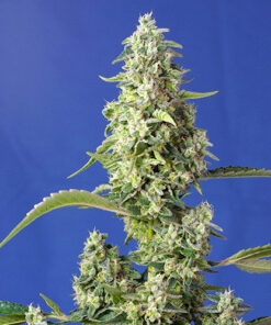 gorilla girl xl auto buddha seeds