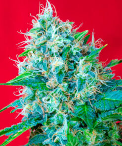 green poison sweet seeds