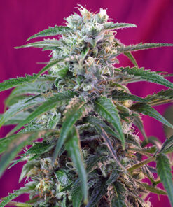 green poison auto sweet seeds