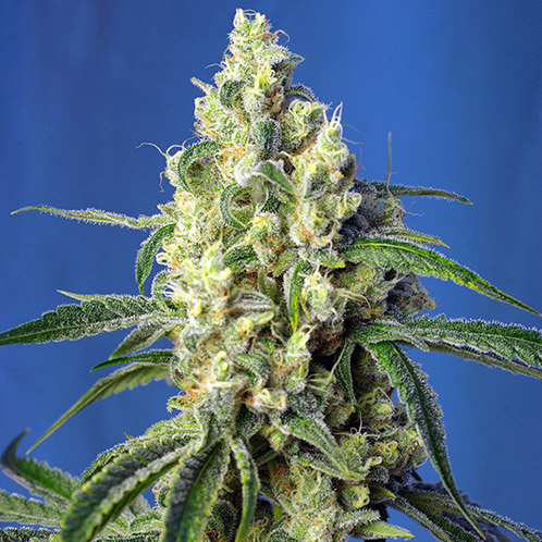 green poison cbd sweet seeds campo di canapa