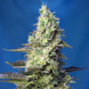 green poison xl auto sweet seeds