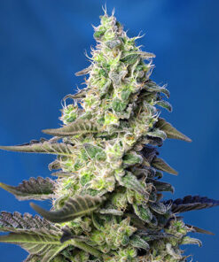 green poison xl auto sweet seeds