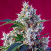 Indigo Berry Kush sweet seeds