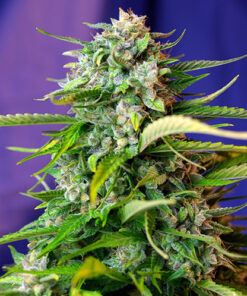 jack 47 auto sweet seeds campo di canapa