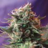 jack 47 sweet seeds campo di canapa