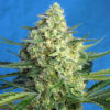 jack 47 XL auto sweet seeds campo di canapa