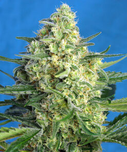 jack 47 XL auto sweet seeds campo di canapa