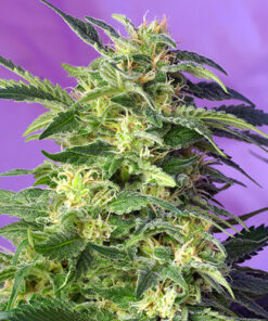 killer kush sweet seeds campo di canapa