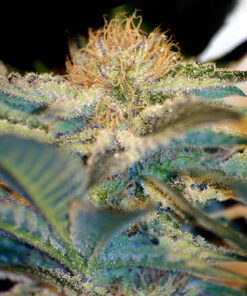 mohan ram sweet seeds