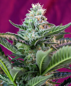 mohan ram auto sweet seeds