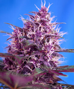 red poison sweet seeds campo di canapa