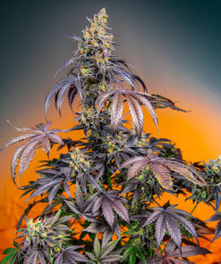 red gorilla girl xl auto sweet seeds campo di canapa